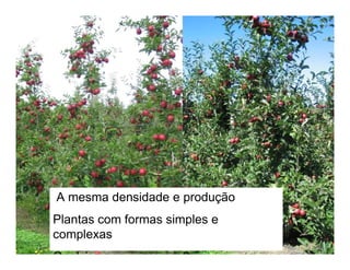 A mesma densidade e produção
Plantas com formas simples e
complexas
Qual é a que queremos?
 