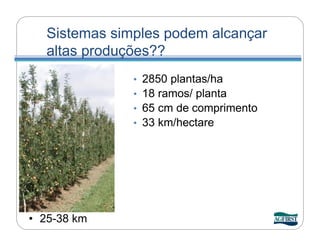 Sistemas simples podem alcançar
   altas produções??
               •   2850 plantas/ha
               •   18 ramos/ planta
               •   65 cm de comprimento
               •   33 km/hectare




• 25-38 km
 