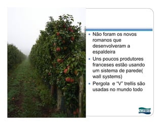  Não foram os novos
  romanos que
  desenvolveram a
  espaldeira
 Uns poucos produtores
  franceses estão usando
  um sistema de parede(
  wall systems)
 Pergola e “V” trellis são
  usadas no mundo todo
 