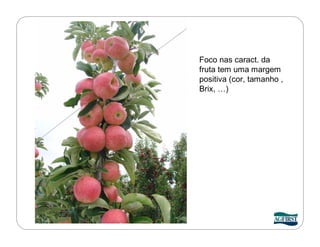 Foco nas caract. da
fruta tem uma margem
positiva (cor, tamanho ,
Brix, …)
 
