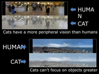 HUMA
N
CAT
Cats have a more peripheral vision than humans
HUMAN
CAT
Cats can’t focus on objects greater t
 