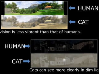 vision is less vibrant than that of humans.
Cats can see more clearly in dim ligh
HUMAN
CAT
HUMAN
CAT
 
