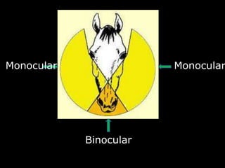 Monocular Monocular
Binocular
 