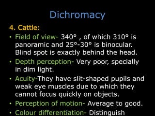 Dichromacy
4. Cattle:
• Field of view- 340° , of which 310° is
panoramic and 25°-30° is binocular.
Blind spot is exactly behind the head.
• Depth perception- Very poor, specially
in dim light.
• Acuity-They have slit-shaped pupils and
weak eye muscles due to which they
cannot focus quickly on objects.
• Perception of motion- Average to good.
• Colour differentiation- Distinguish
 