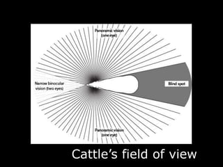 Cattle’s field of view
 