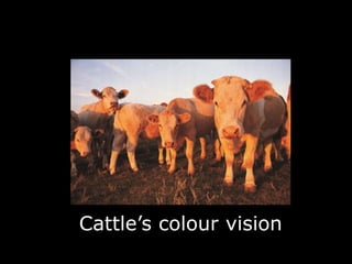 Cattle’s colour vision
 