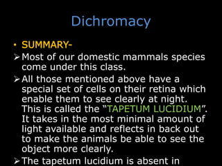 Dichromacy
• SUMMARY-
Most of our domestic mammals species
come under this class.
All those mentioned above have a
special set of cells on their retina which
enable them to see clearly at night.
This is called the “TAPETUM LUCIDIUM”.
It takes in the most minimal amount of
light available and reflects in back out
to make the animals be able to see the
object more clearly.
The tapetum lucidium is absent in
 