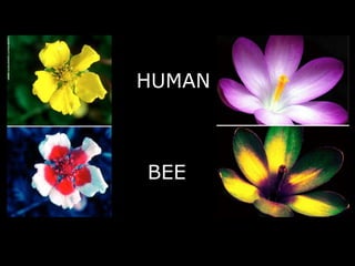 HUMAN
BEE
 