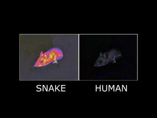 SNAKE HUMAN
 