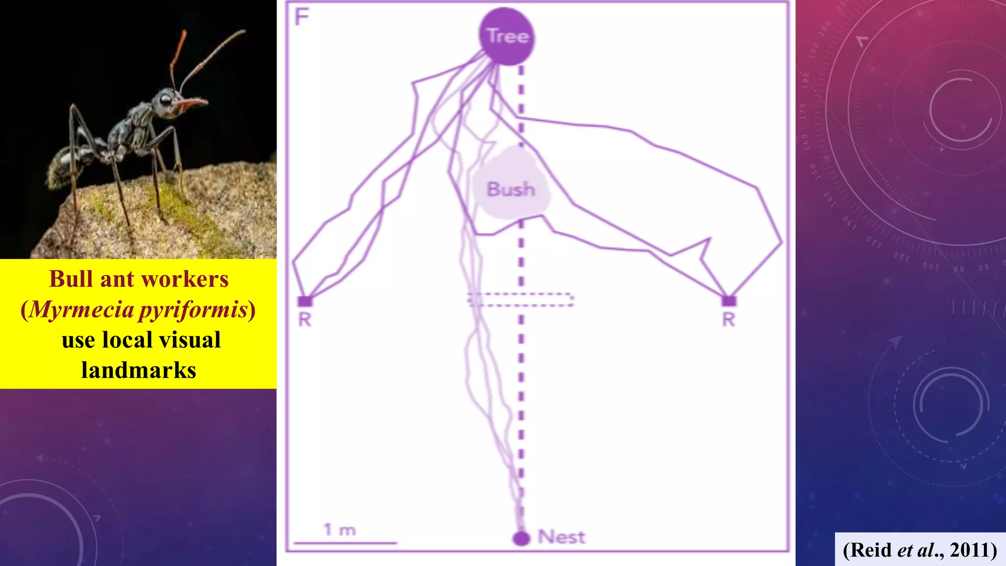 Vision and visual navigation in nocturnal insects | PDF