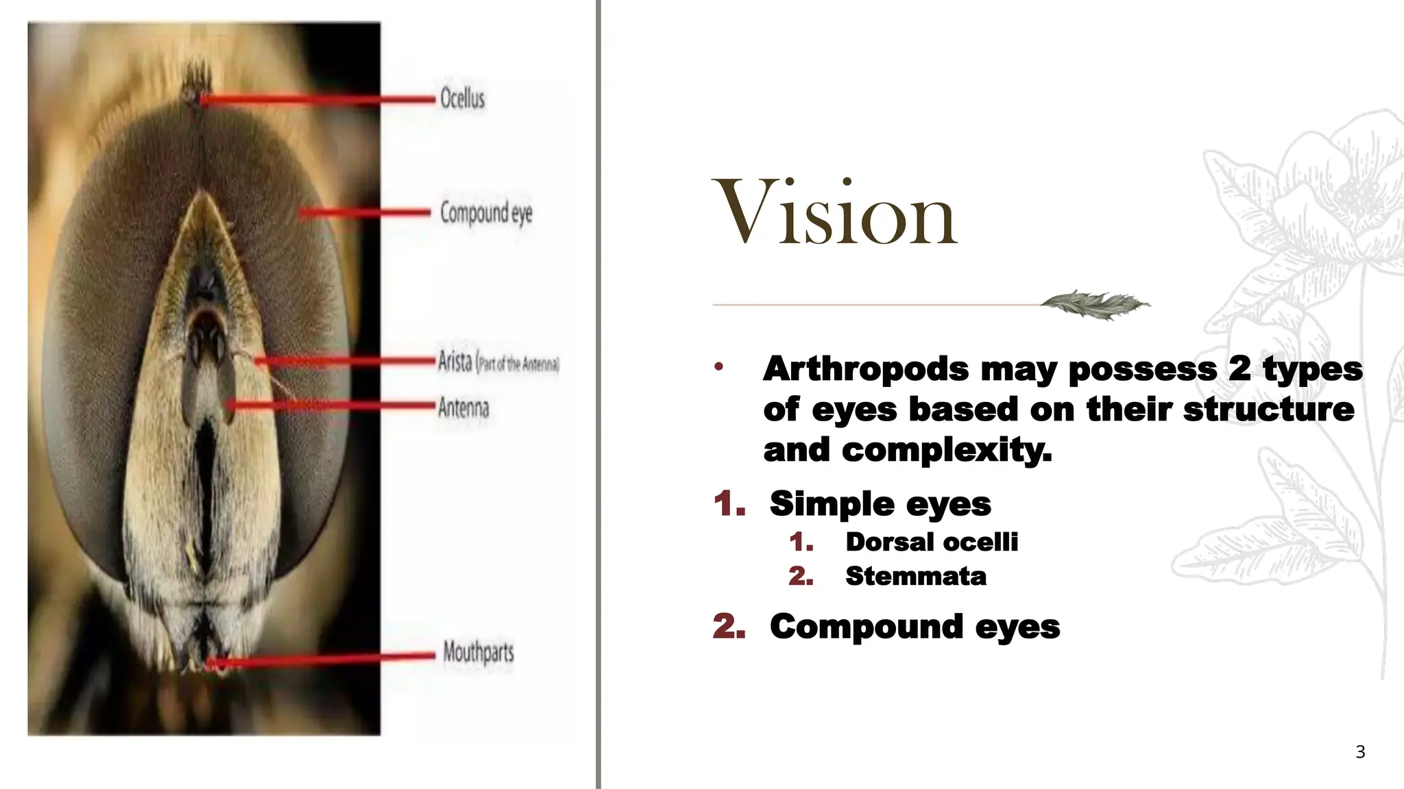 Vision in Insects (simple eye, compound eye).pptx