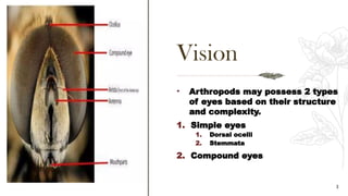 Compound Eye Science Vision in Insects (simple eye, compound eye).pptx