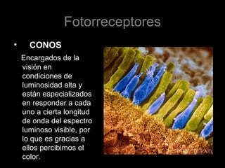 Fotorreceptores
• CONOS
Encargados de la
visión en
condiciones de
luminosidad alta y
están especializados
en responder a cada
uno a cierta longitud
de onda del espectro
luminoso visible, por
lo que es gracias a
ellos percibimos el
color.
 
