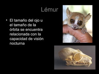 Lémur
• El tamaño del ojo u
el tamaño de la
órbita se encuentra
relacionada con la
capacidad de visión
nocturna
 