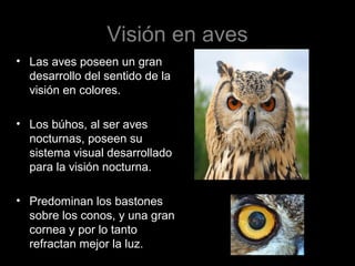 Visión en aves
• Las aves poseen un gran
desarrollo del sentido de la
visión en colores.
• Los búhos, al ser aves
nocturnas, poseen su
sistema visual desarrollado
para la visión nocturna.
• Predominan los bastones
sobre los conos, y una gran
cornea y por lo tanto
refractan mejor la luz.
 