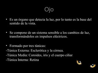 Ojo
• Es un órgano que detecta la luz, por lo tanto es la base del
sentido de la vista.
• Se compone de un sistema sensible a los cambios de luz,
transformándolos en impulsos eléctricos.
• Formado por tres túnicas:
-Túnica Externa: Esclerótica y la córnea.
-Túnica Media: Coroides, iris y el cuerpo ciliar.
-Túnica Interna: Retina
 