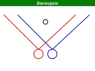 Stereopsis
 