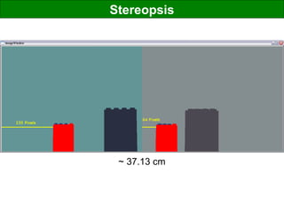 Stereopsis
~ 37.13 cm
 