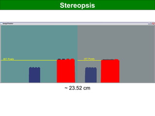 Stereopsis
~ 23.52 cm
 