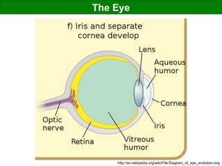 The Eye
http://en.wikipedia.org/wiki/File:Diagram_of_eye_evolution.svg
 