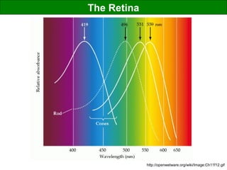 The Retina
http://openwetware.org/wiki/Image:Ch11f12.gif
 