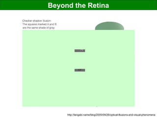 Beyond the Retina
http://langabi.name/blog/2005/09/26/optical-illusions-and-visual-phenomena
 