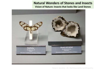 Natural Wonders of Stones and Insects
Vision of Nature: Insects that looks like Land Stones
Nature Society - Dr. Parthasar...