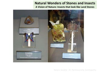 Natural Wonders of Stones and Insects
A Vision of Nature: Insects that look like Land Stones
Nature Society - Dr. Parthasa...