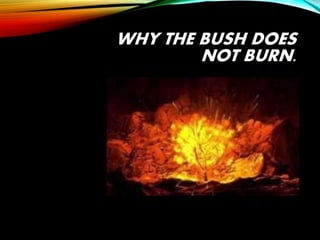 WHY THE BUSH DOES
NOT BURN.
 