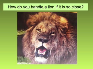 How do you handle a lion if it is so close? 