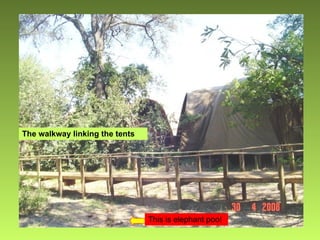 The walkway linking the tents This is elephant poo! 