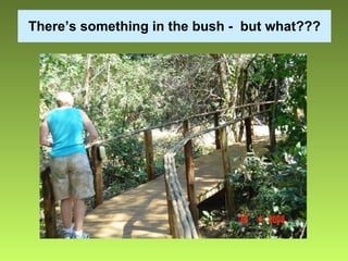 There’s something in the bush -  but what??? 