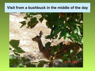 Visit from a bushbuck in the middle of the day 