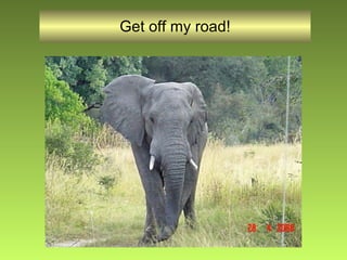 Get off my road! 