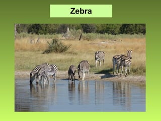 Zebra 