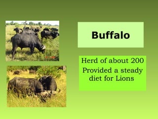 Buffalo Herd of about 200 Provided a steady diet for Lions   