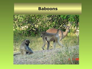 Baboons 