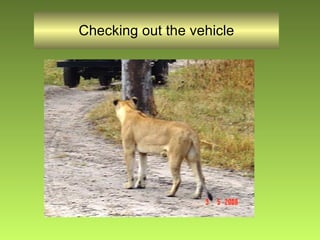 Checking out the vehicle 