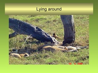 Lying around 