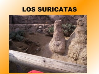 LOS SURICATAS 