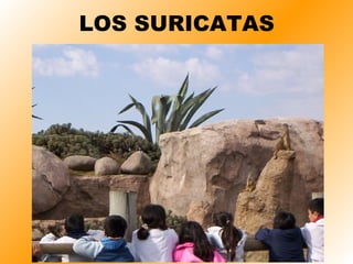 LOS SURICATAS 