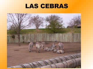 LAS CEBRAS 