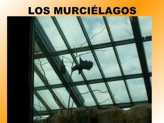 LOS MURCIÉLAGOS 