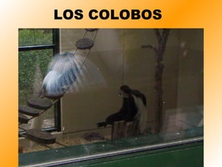 LOS COLOBOS 