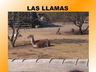 LAS LLAMAS 
