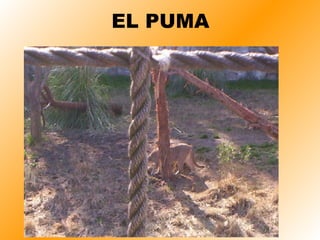 EL PUMA 