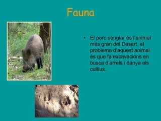 Fauna

   • El porc senglar és l’animal
     més gran del Desert, el
     problema d’aquest animal
     és que fa excavaci...