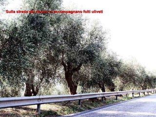 Sulla strada del rientro ci accompagnano folti uliveti  