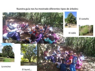 Nuestra guía nos ha mostrado diferentes tipos de árboles:
El castaño
El roble
La encina
El laurel,…
 