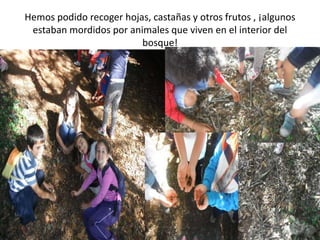 Hemos podido recoger hojas, castañas y otros frutos , ¡algunos
estaban mordidos por animales que viven en el interior del
bosque!
 